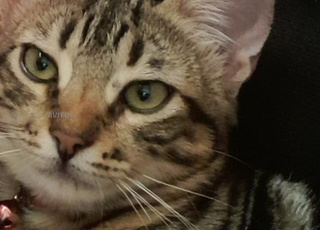 Le chat bengal connu pour son pelage de léopard a 7 mois et 5 jours