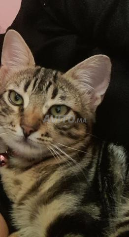 Le chat bengal connu pour son pelage de léopard a 7 mois et 5 jours