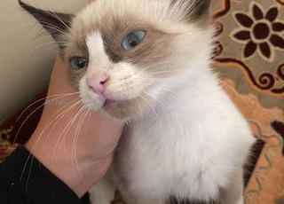 قطة صغيرة ديال المنزل للبيع