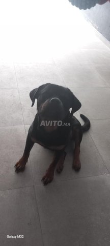 كلبة روتويلر جميلة للبيع