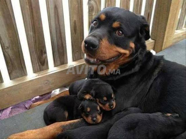 Rottweiler - 2