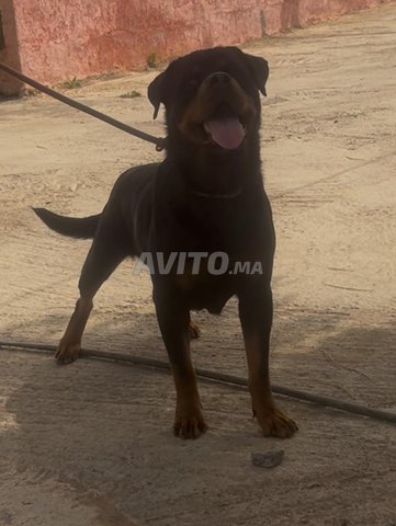 روت وايلر ذو سلالة مؤكدة