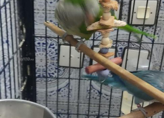 Perruche veuve avec grande cage