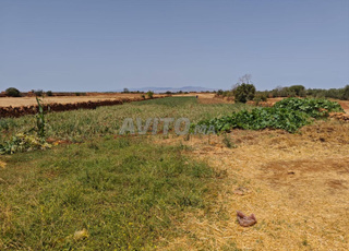Terrain agricole à vendre avec titre foncier