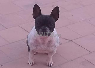 أنثى بولدوغ فرنسي