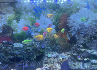 Les veuves, Platie, Mollie, Guppy