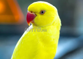 très belle femme avec collier jaune
