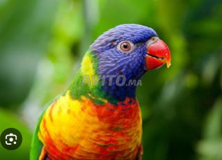 لوري مدرب جيدًا في الدار البيضاء