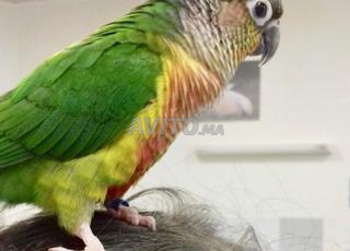 طائر مدرب في الدار البيضاء