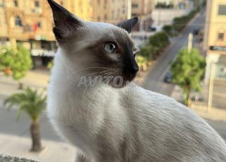 chat siamois mâle