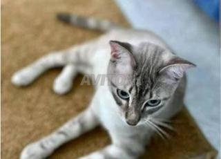 سيامي أنثى 11 شهر للبيع