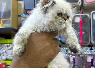 Femme persane de race pure