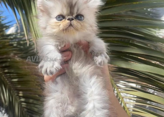 Chat persan à face plate