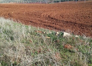 Terre agricole à louer