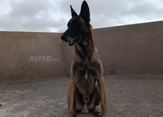 Chien malinois 2 ans
