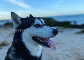 Je mets en vente mon chien Husky