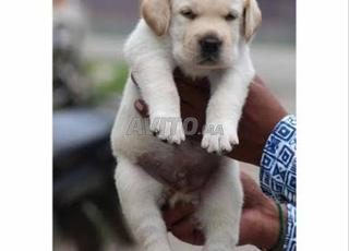 جرو لابرادور