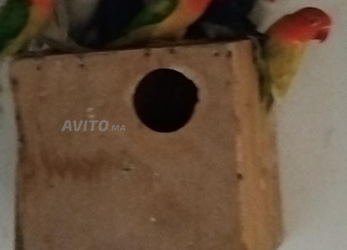 Disponible des perruches à vendre en gros pour ceux que cela intéresse, merci.