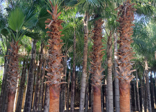 🌴Palmiers Cocos et Washingtonia à vendre🌴