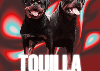 Chiots Rottweiler de pedigree