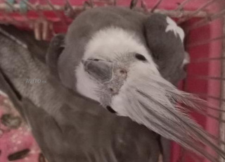 Ceux qui ont besoin, j'ai un ba farid à la décharge