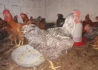 Poulet croisé au kilo, goût bon et naturel