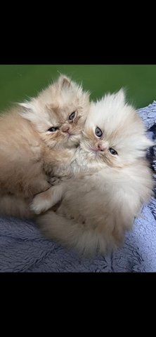 فارسية عمرها شهرين