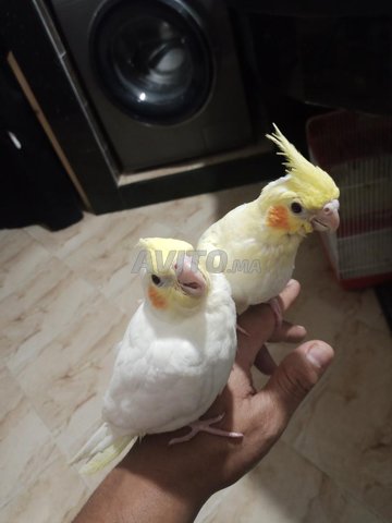 Couple de clips scolaires