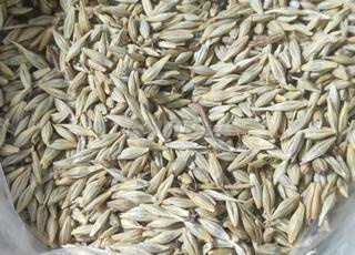 Orge local de cette année