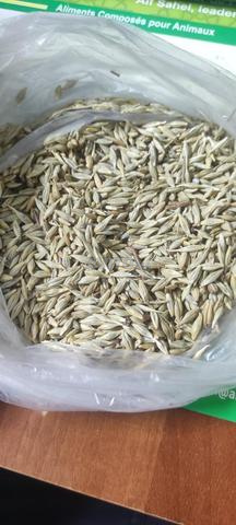 Orge local de cette année