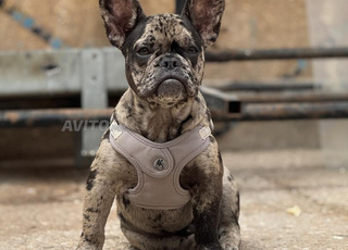 Bulldog Français Exotic