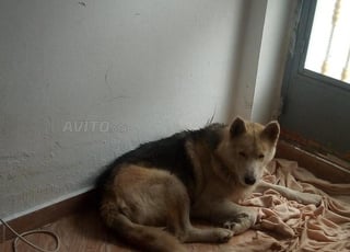 Chien Berger scolaire