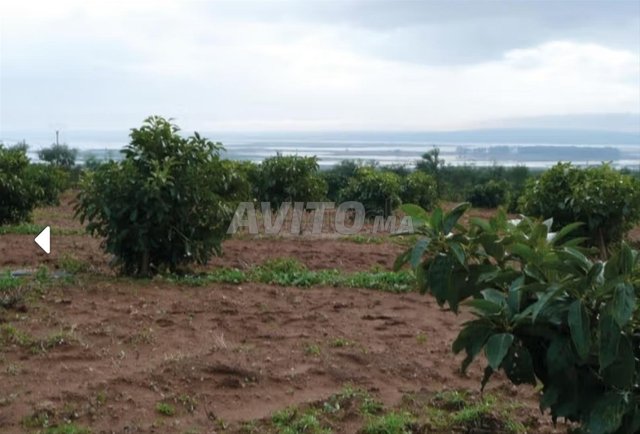 Ferme avocat à vendre à Moulay Bousselham