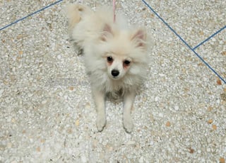 Chien spitz pomeranian