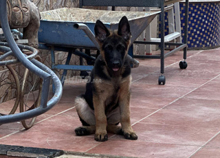 chiot berger allemand pedigree