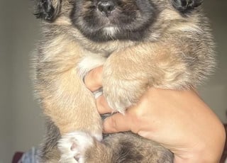 جرو شih Tzu رائع - للبيع