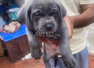 جراء كلب الكورسو من سلالة نقية