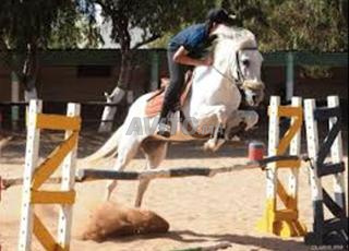 حصان بارب وحصان عربي-بارب للبيع