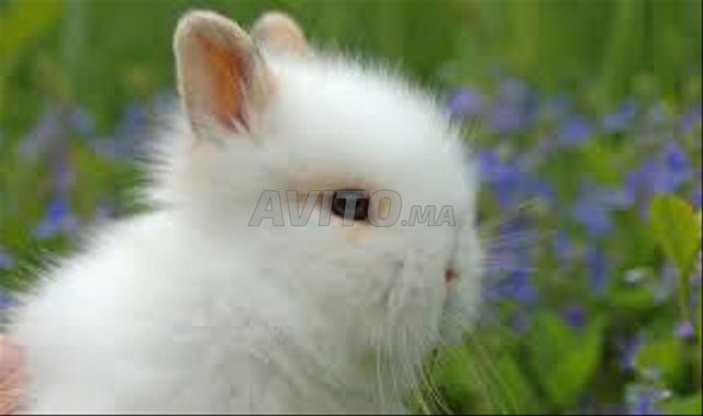 أرنب نين صغير