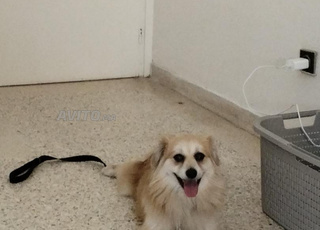 Chien dressé spitz caniche