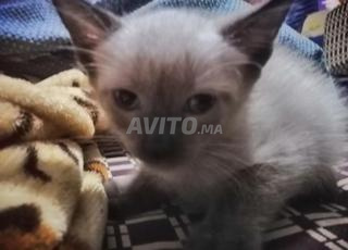 للبيع اثنان قطة سلالة