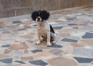 Chiots King Charles Cavalier