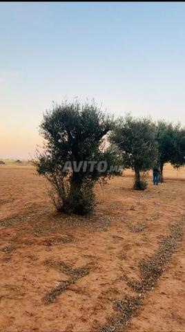Terrain de 1000 mètres carrés avec Aounib à 2 km de la ville
