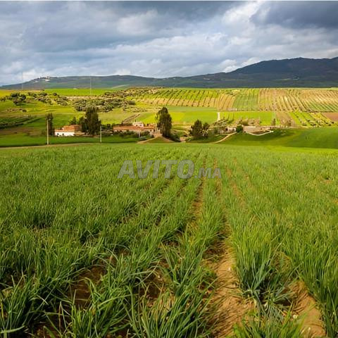 3 hectares de terrain agricole à vendre
