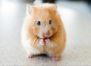 hamster normaux ou russes