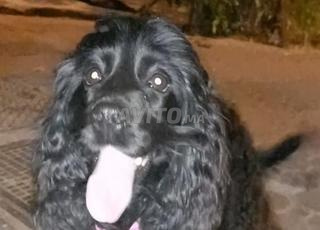 سبانيل كوكير