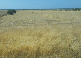Ferme à vendre à Bouznika 10 hectares