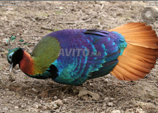 فيسان مونا للبيع