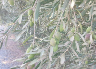 زيتون للبيع - جودة عالية