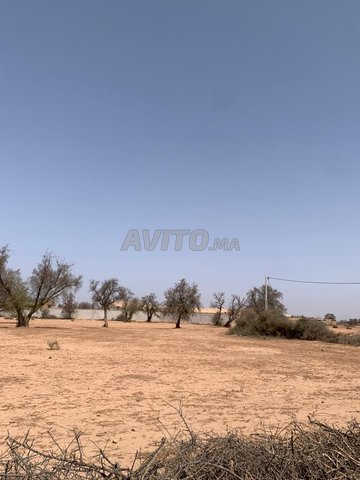 Agadir - Houara - Près du douar Amizda